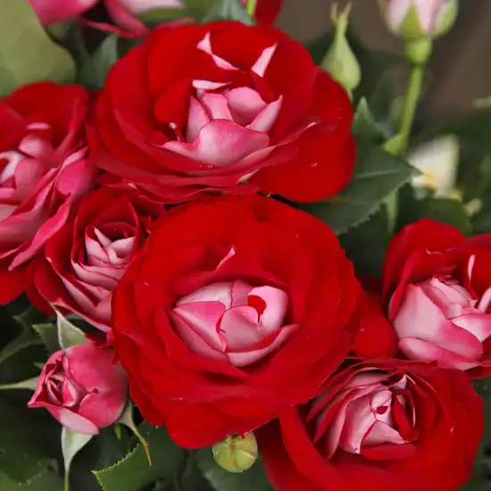Trandafiri Floribunda - Trandafiri - Rose Der Einheit® - 